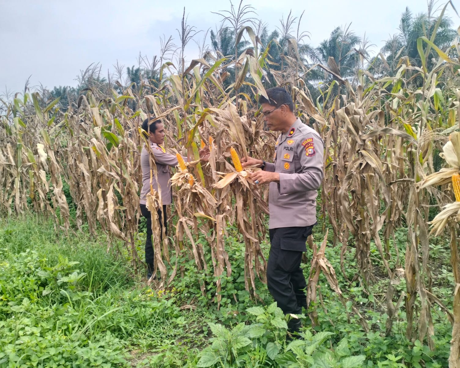 Jagung Pipil Kuartal I KUD Sialang Makmur Siap Panen 23 Juli, Polsek Pkl Kuras Kawal Ketahanan Pangan Desa Sialang Indah