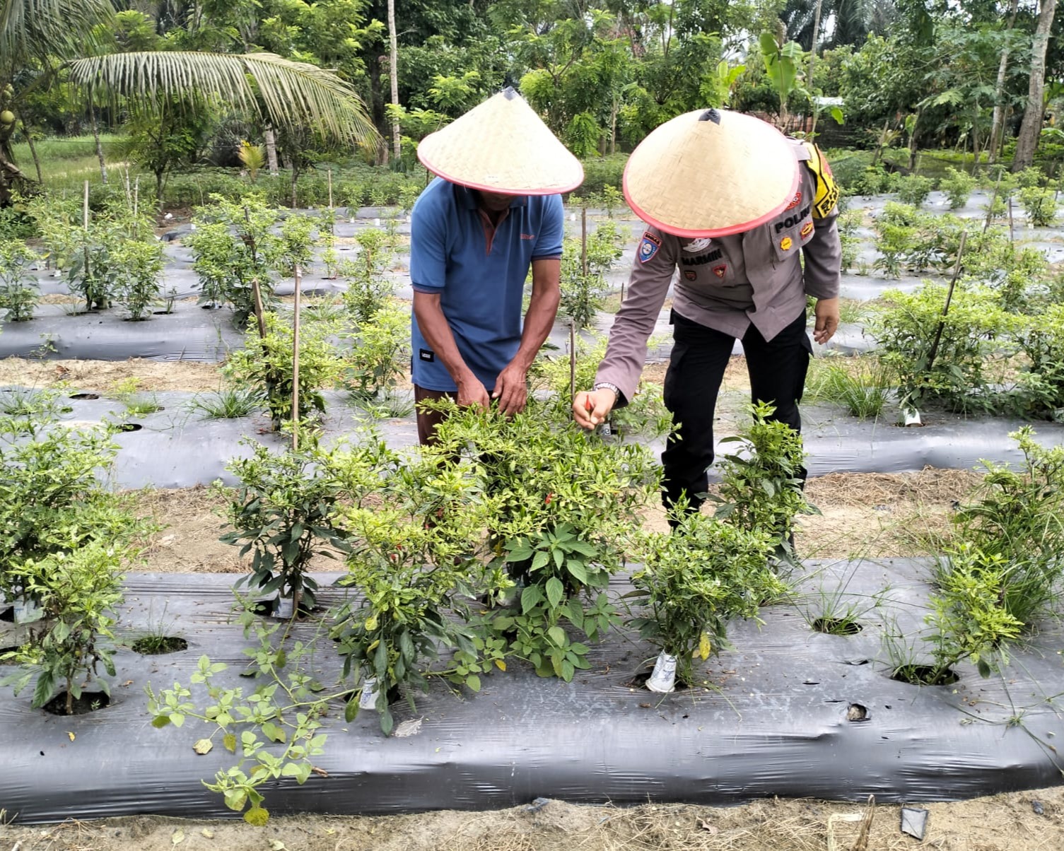 Polsek Bunut Kunjungi Kebun Cabe 500 Batang Di Desa Angkasa, Dukung Ketahanan Pangan