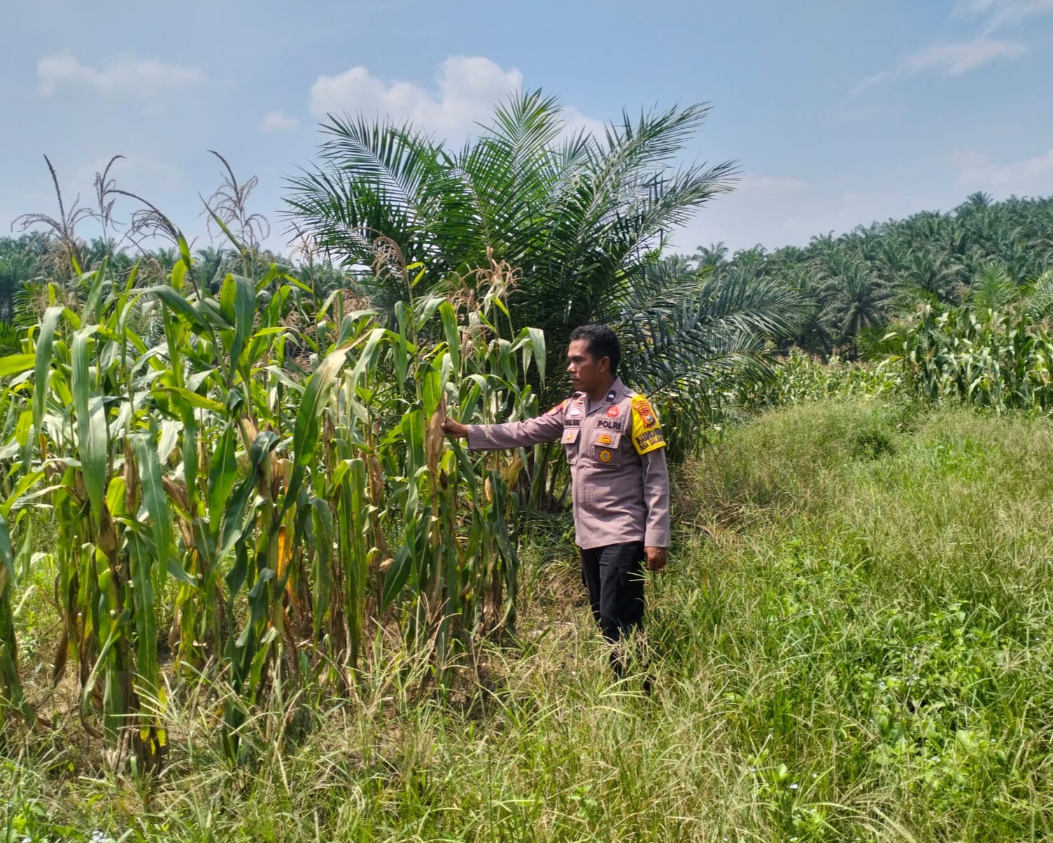 Bhabinkamtibmas Polsek Pkl Kuras Cek Pertumbuhan Jagung Pipil 10 Ha di Sialang Indah Dukung Ketahanan Pangan