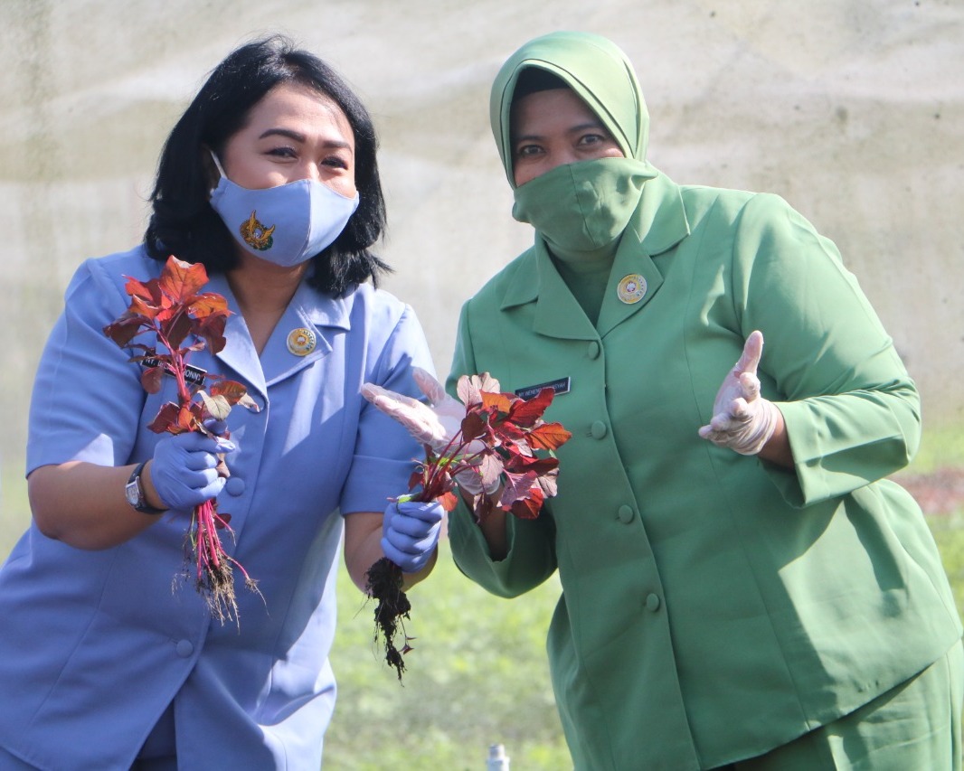 Ketua Dharma Pertiwi Daerah A, Kunjungi Ketahanan Pangan Pia Ardhya Garini Lanud Roesmin Nurjadin Pekanbaru