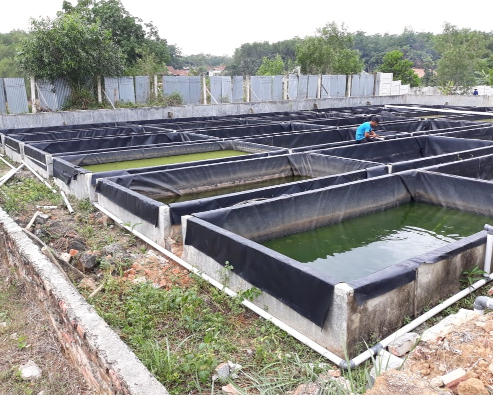 Dinas Kelautan dan Perikanan Kabupaten Mesuji Akan Melakukan Pengembang Biakan Empat Jenis Ikan Lokal