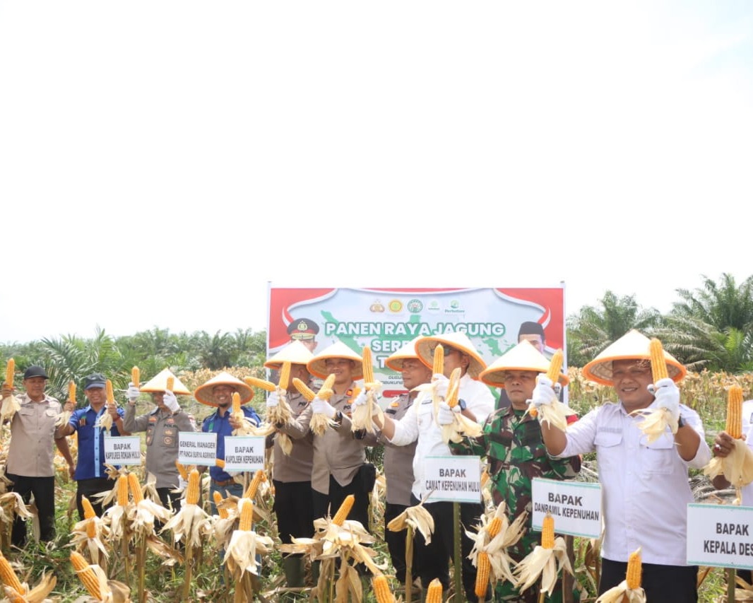 Kapolres AKBP Emil Eka Putra Panen Jagung Serentak di Program 2 ASTA CITA Ketahanan Pangan Tumpang Sari di PT PSA
