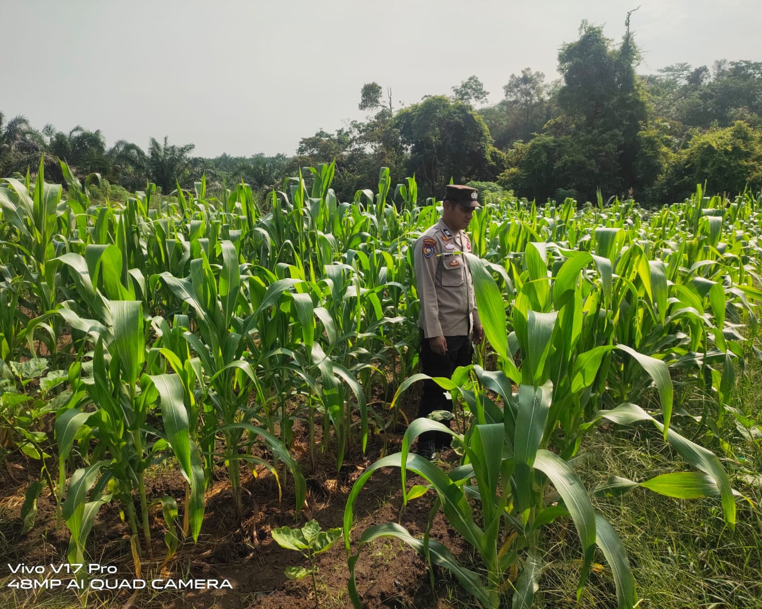 Polsek Bunut Cek Lahan Jagung Pipil 5000 M² Di Desa Petani, Dukung Ketahanan Pangan