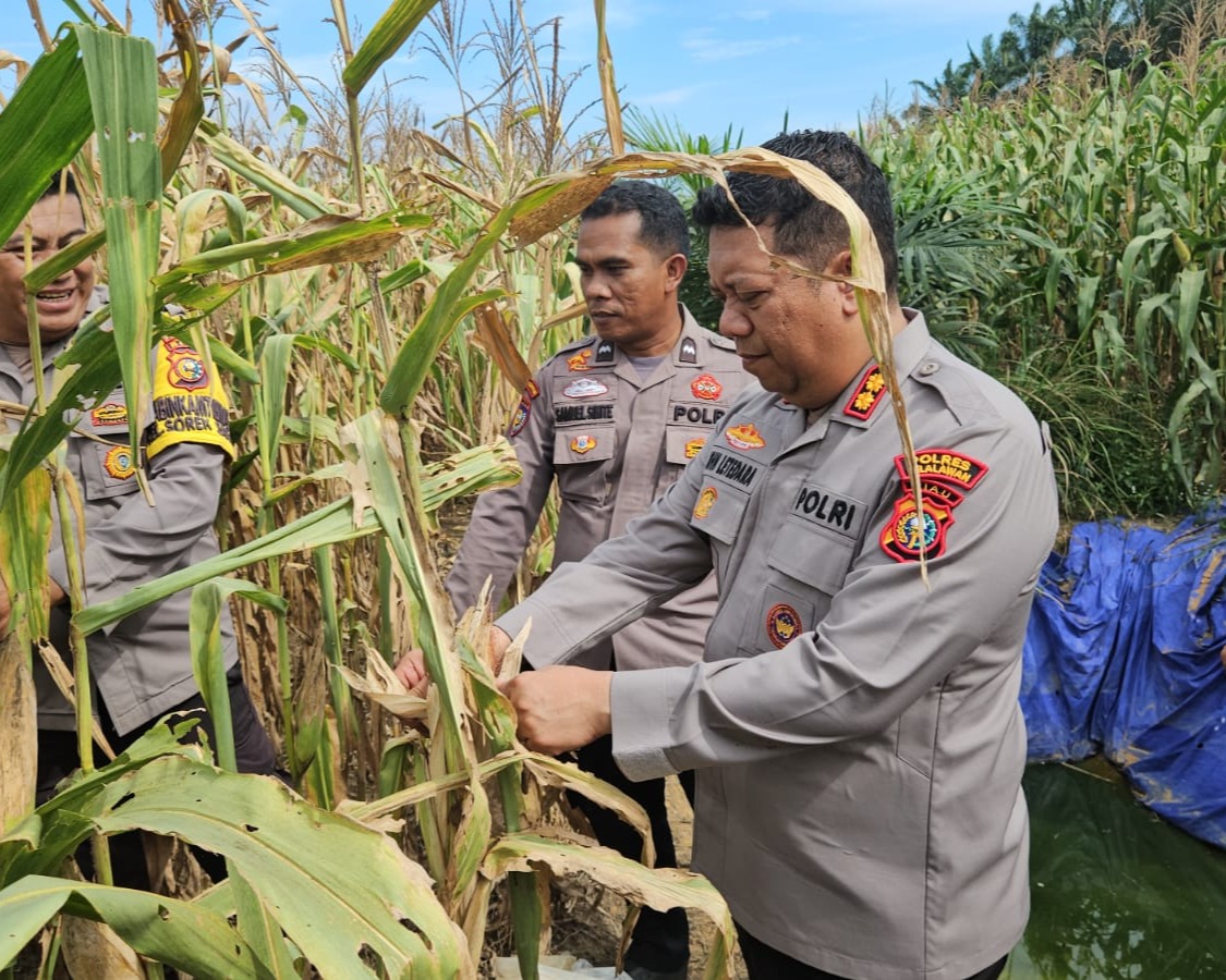Polres Pelalawan Cek 12 Ha Jagung Pipil KUD Sialang Makmur, Komitmen Polri Kawal Ketahanan Pangan Hingga Panen