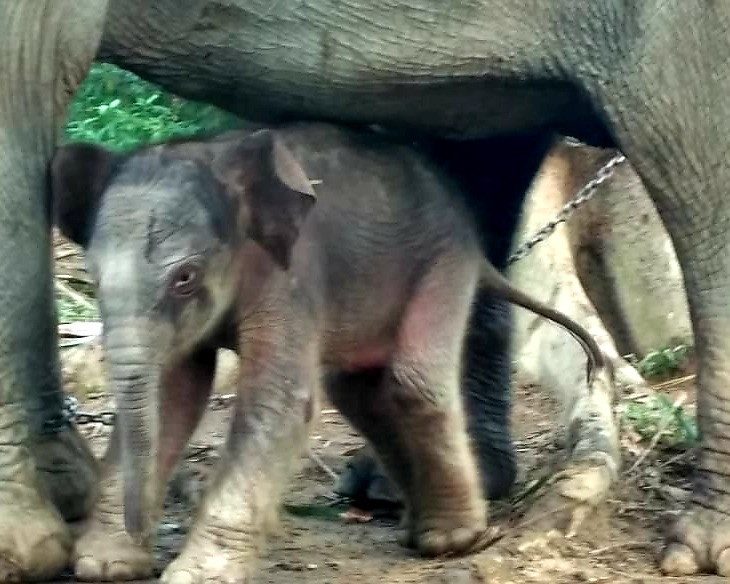 Kelahiran Anak Gajah Jantan di Taman Wisata Alam Buluh Cina