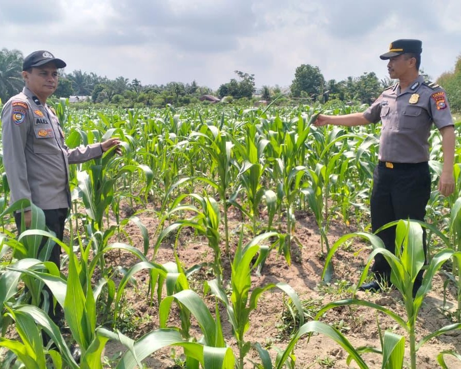 Polsek Ukui Monitoring Lahan Jagung Program Asta Cita 3 Ha di Desa Air Hitam