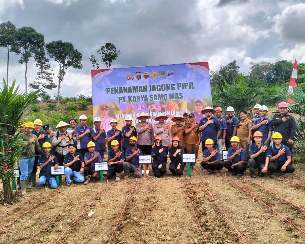 Dukung Ketahanan Pangan, PT KSM Gelar Penanaman Jagung Pipil di Desa Teluk Aur Kabupaten Rohul