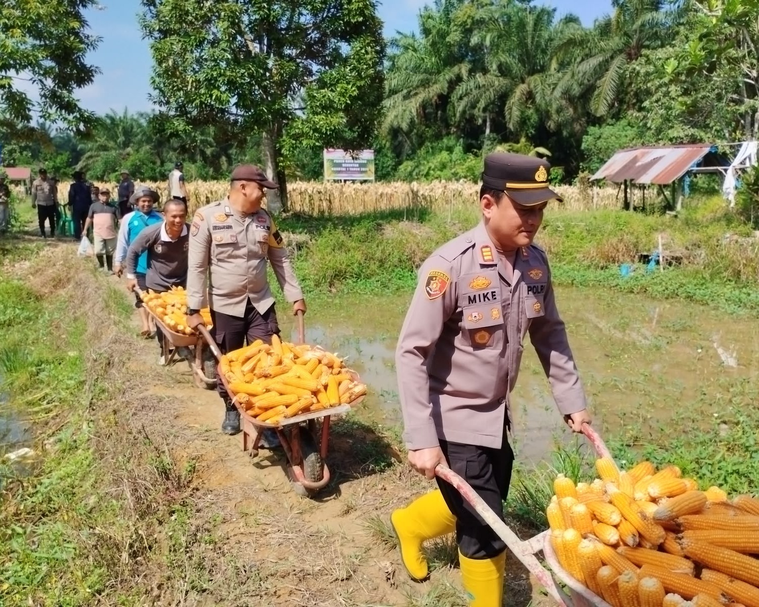 Polsek Ukui Panen Raya Jagung Serentak Kuartal II Di Desa Bukit Gajah