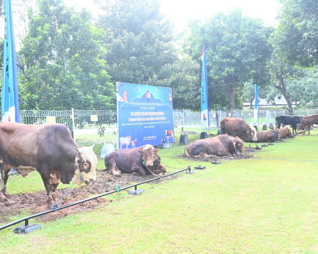 Berbagi Di Idul Adha 1446 H, Pangkoopsud I Serahkan Hewan Korban