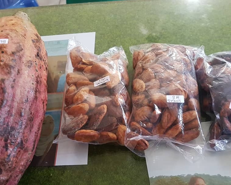 Nagari Sontang Cubadak Perlu Sentuhan Dosen UNAND Untuk Pemasaran dan Produksi Biji Kakaonya