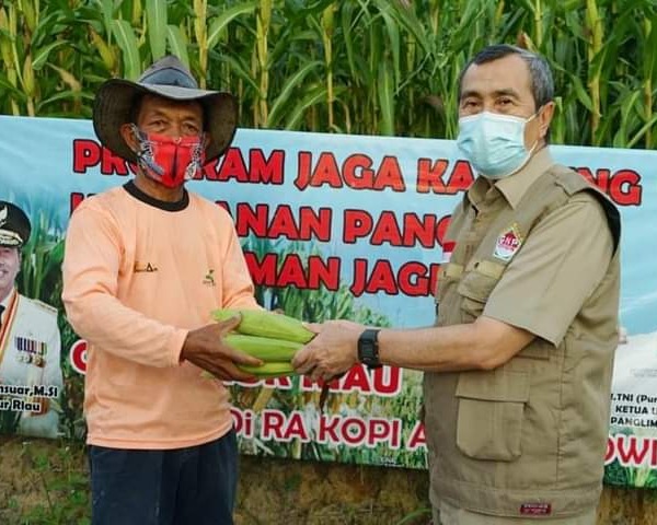 Gubri Hadiri Panen Perdana Kebun Jagung Kelompok Tani Santri Indonesia