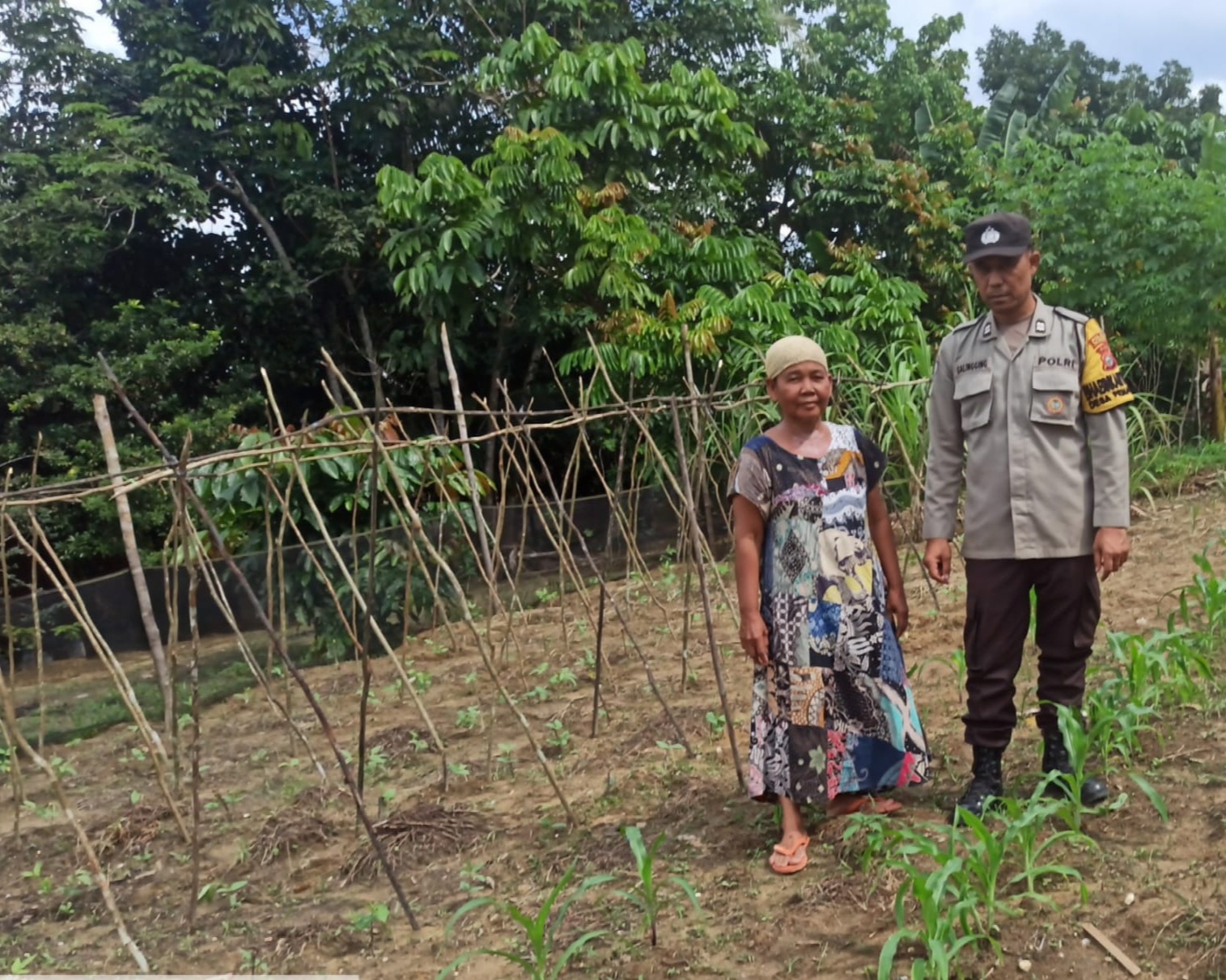 Bhabinkamtibmas Polsek Langgam Monitoring Tanaman Jagung Manis Pekarangan di Desa Penarikan Dukung Asta Cita Ketahanan Pangan