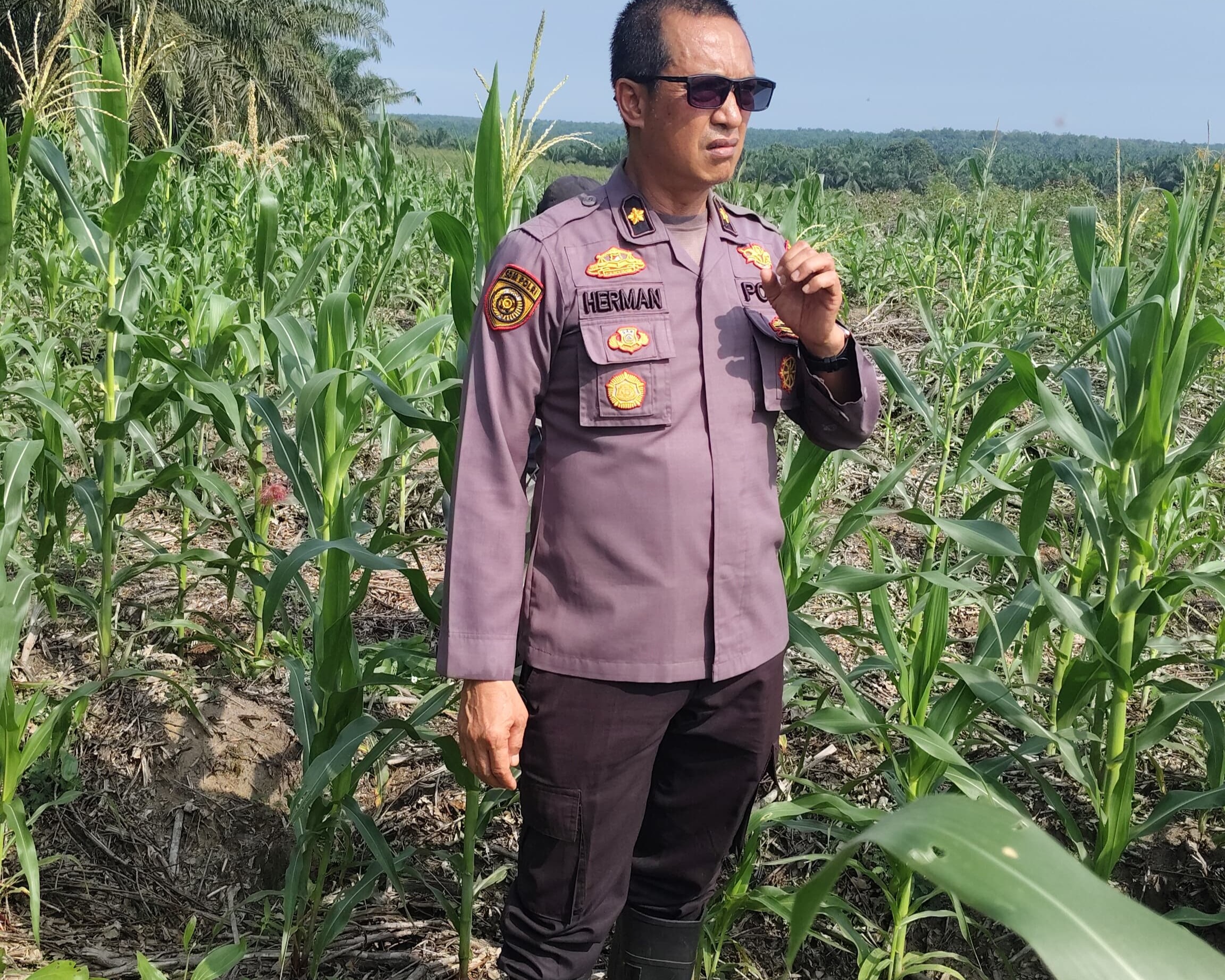 Upayakan Hasil Maksimal, Polres Siak Terus Pantau Perkembangan Lahan Jagung RAPP Sei Mandau