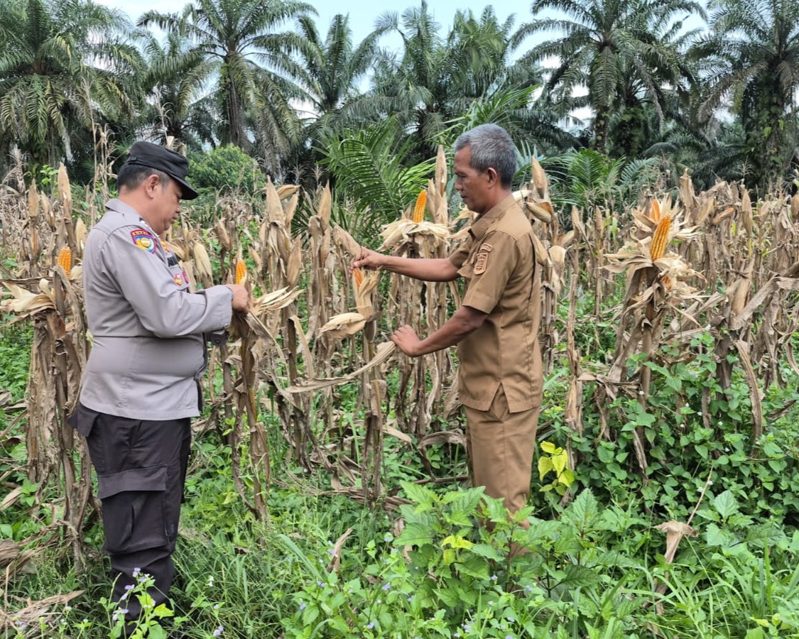 Polsek Pangkalan Kuras Matangkan Persiapan Panen Raya Jagung Pipil Kuartal III Perkuat Ketahanan Pangan