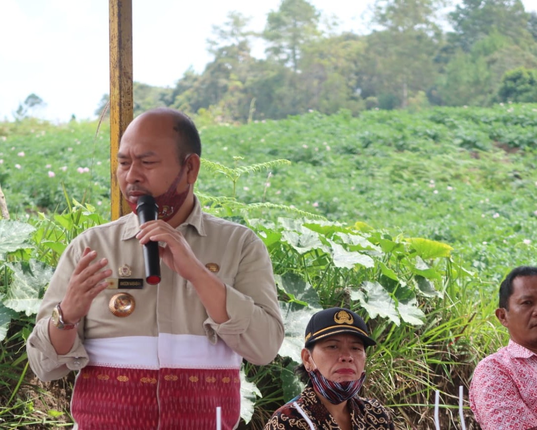 Bupati Taput Panen Perdana Kentang di Lahan Masyarakat Silando Muara Seluas 2,5 Ha
