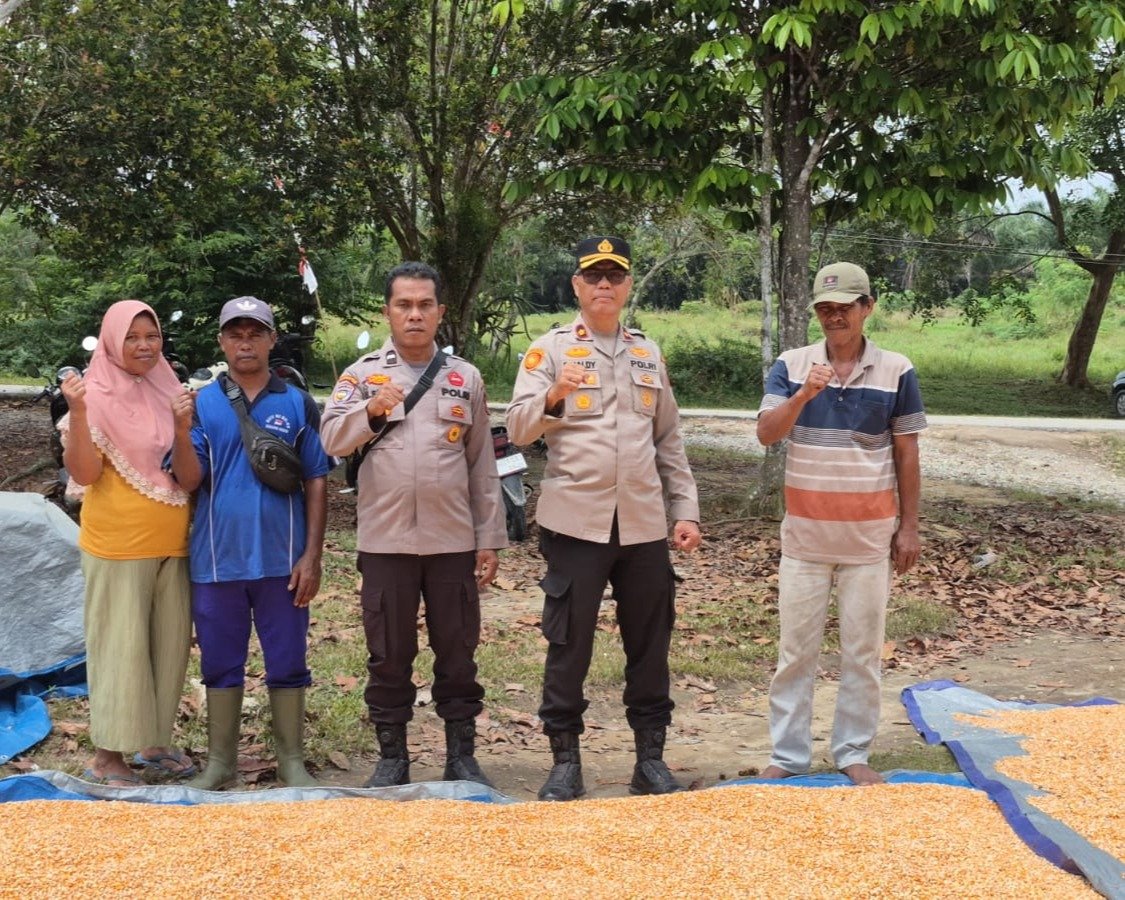 Kapolsek Kuras Tinjau Langsung Pemipilan Jagung, Hasil Panen 3,9 Ton Dari Lahan 10 Ha Sialang Indah