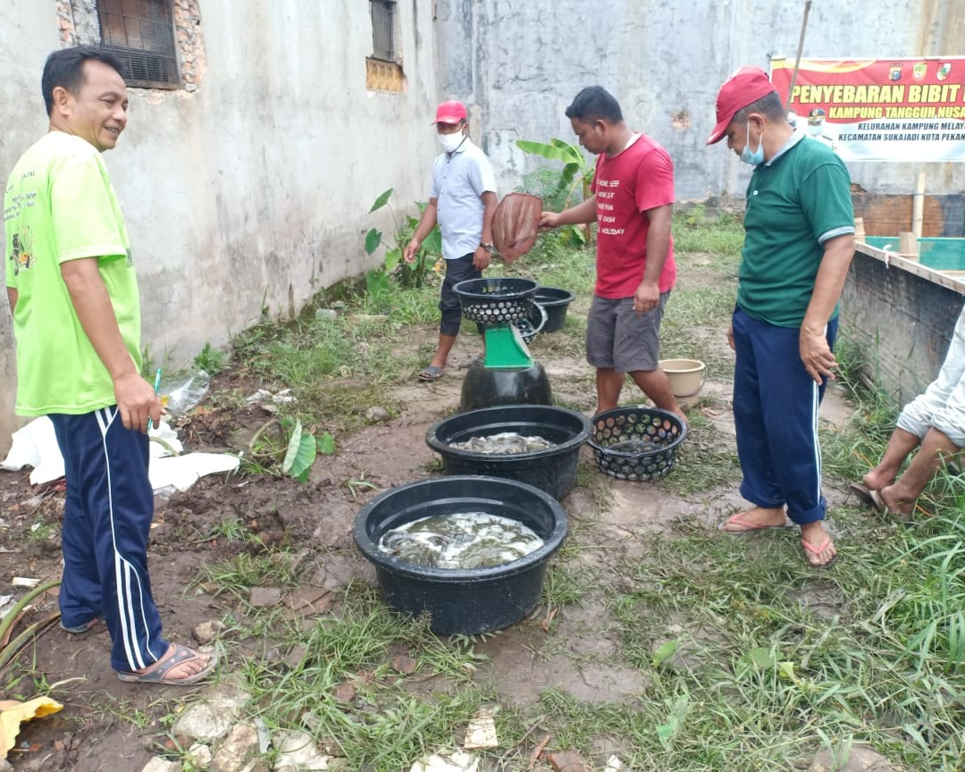 Wujudkan Program Ketahanan Pangan, Polsek Sukajadi Kembali Penen Ikan Lele Sebanyak 82 Kg