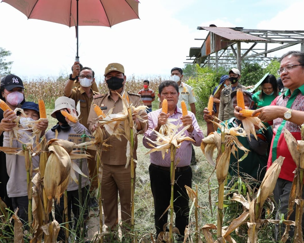 Bupati Taput Hadiri Panen Perdana Jagung Poktan Mandiri Sejahtera Desa Pariksabungan