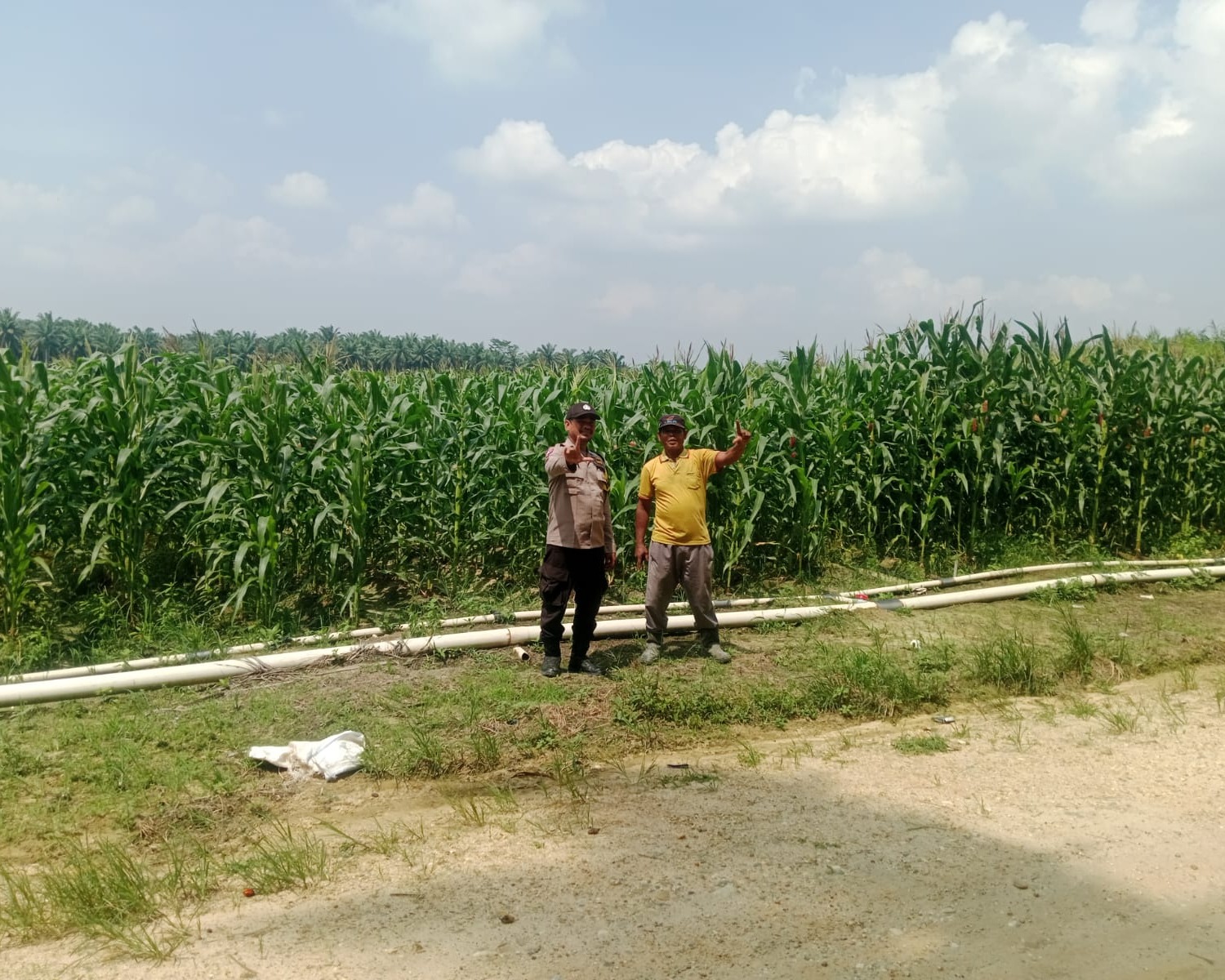 Polsek Bunut Monitoring Jagung Pipil di PT Serikat Putra Bukit Raja Estate, Dukung Ketahanan Pangan di Desa Sialang Kayu Batu
