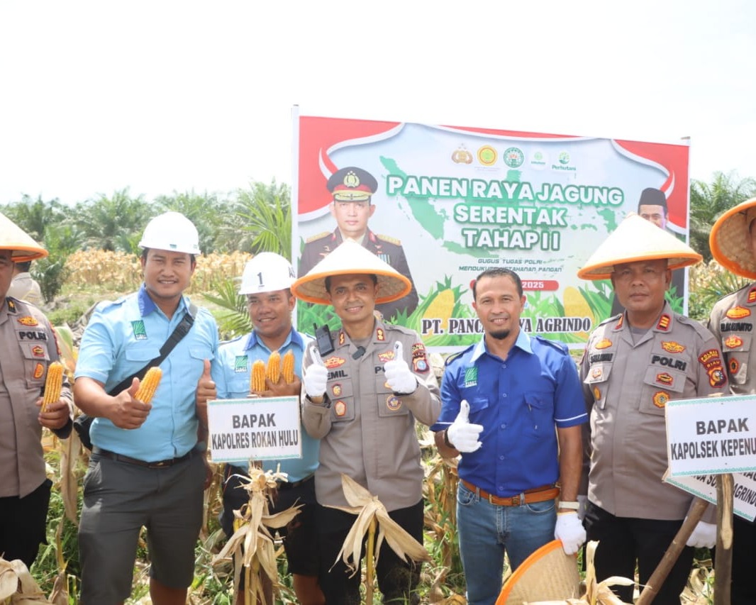 Kapolres AKBP Emil Eka Putra Panen Jagung Serentak di Program 2 ASTA CITA Ketahanan Pangan Tumpang Sari di PT PSA