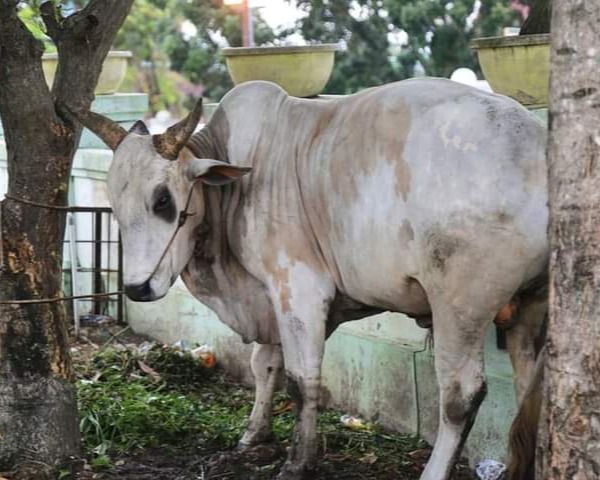 Gubri Serahkan dan Menyaksikan Penyembelihan Hewan Kurban Presiden RI di Masjid Raya An-Nur