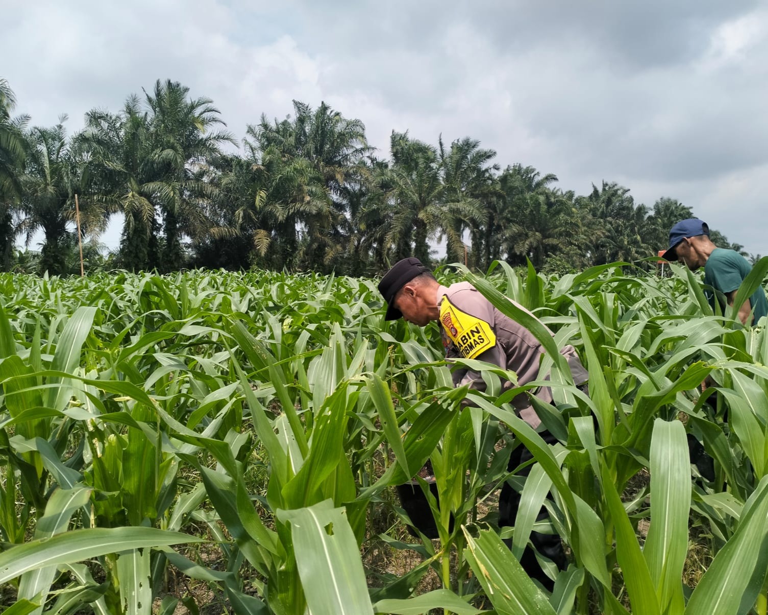 Dukung Ketahanan Pangan, Pertumbuhan Jagung Hibrida di Lahan 3 Ha KM 55 Pangkalan Kerinci Tumbuh Subur