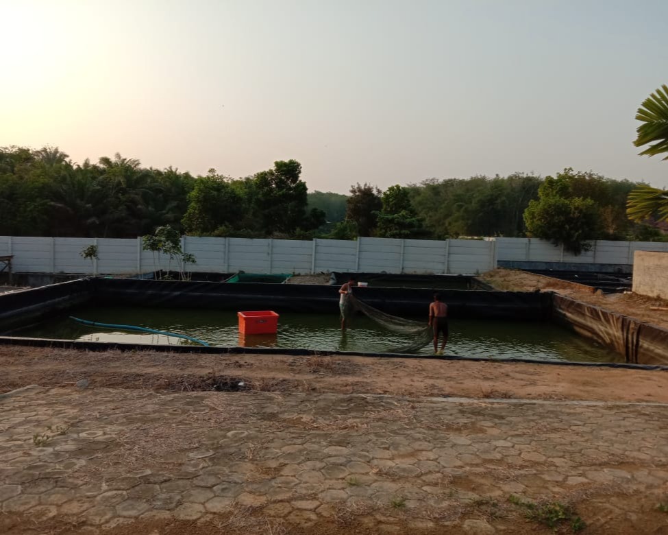 Dinas Kelautan dan Perikanan Kabupaten Mesuji Akan Melakukan Pengembang Biakan Empat Jenis Ikan Lokal