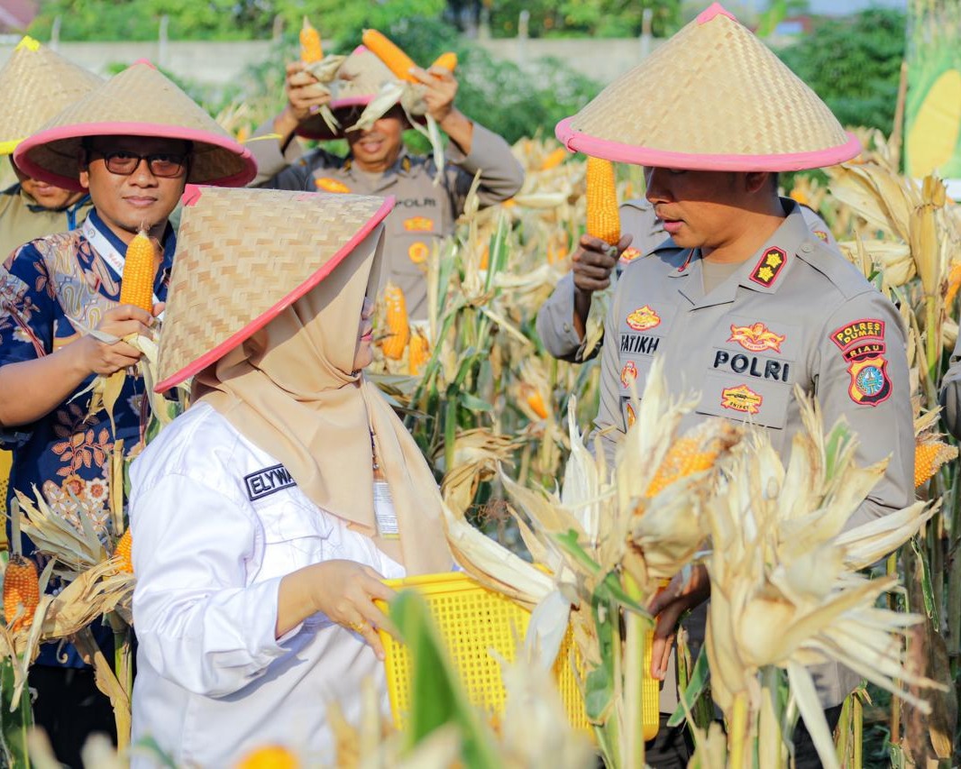 Panen Raya Jagung Pipil Kuartal III Polsek Kawasan Pelabuhan Dukung Swasembada Pangan Tahun 2026