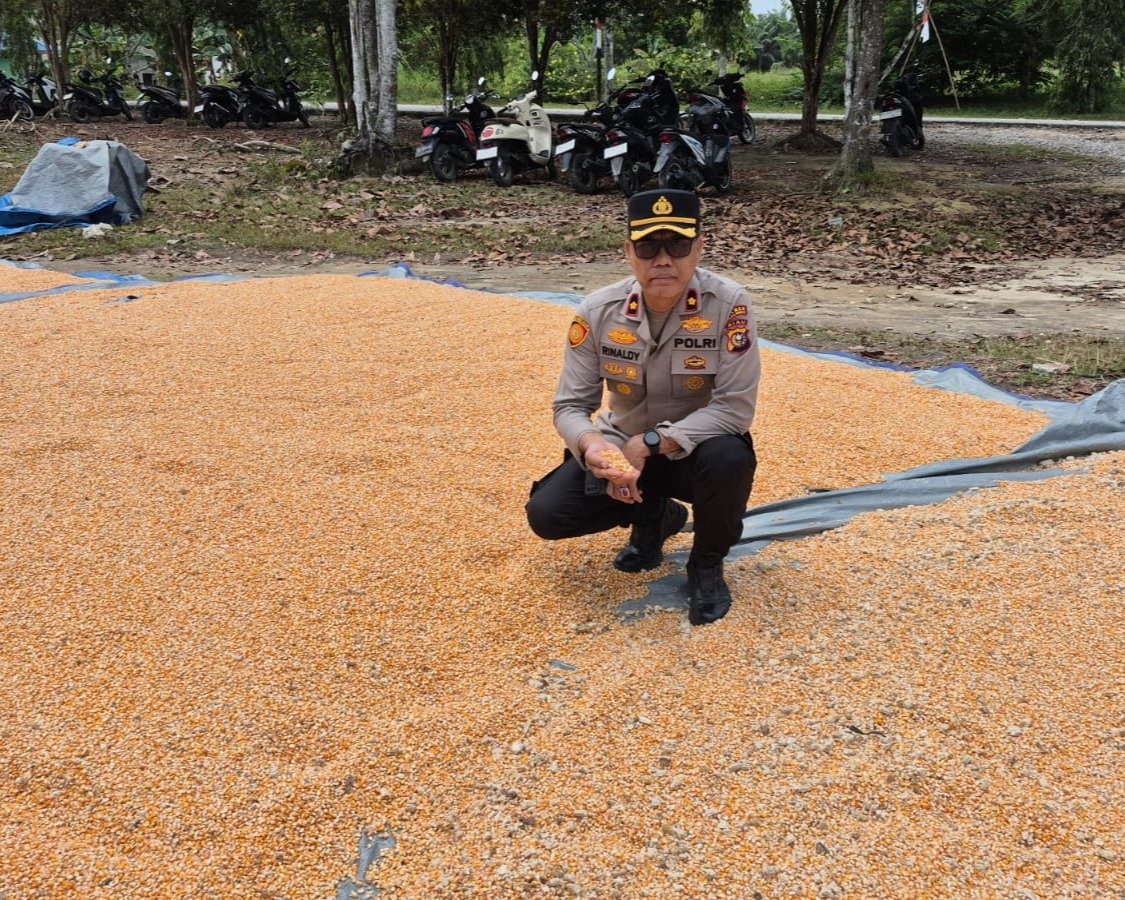 Kapolsek Kuras Tinjau Langsung Pemipilan Jagung, Hasil Panen 3,9 Ton Dari Lahan 10 Ha Sialang Indah