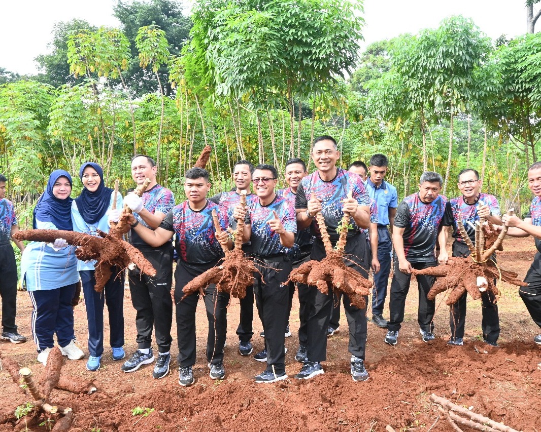 Koopsud I Panen Singkong, Wujudkan Ketahanan Pangan