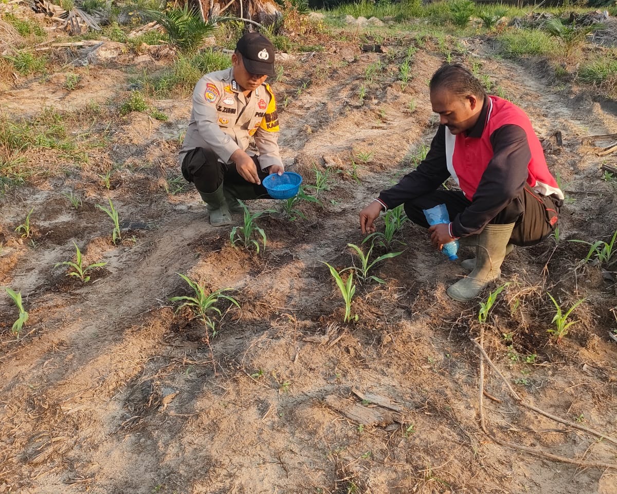 Polsek Ukui Tabur Pupuk NPK 16-16-16, Jagung Pipil Di Lahan TKD Untuk Ketahanan Pangan
