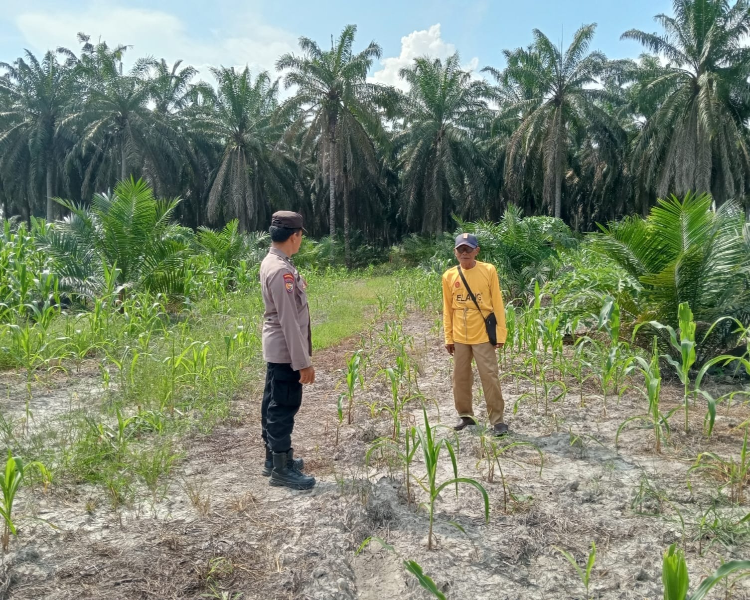Polsek Ukui Monitoring Jagung Pipil 2 Ha, Untuk Merperkuat Ketahanan Pangan