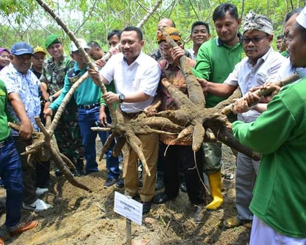 Gubri: Tanaman Ubi Racun Dapat Dijadikan Tambahan Penghasilan Masyarakat