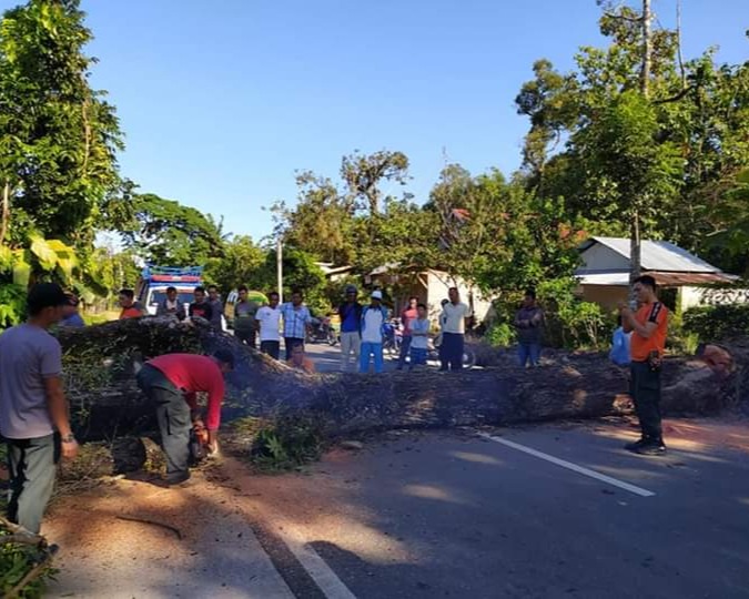Tim TRC BPBD Padang Terjun Bersihkan Pohon Tumbang