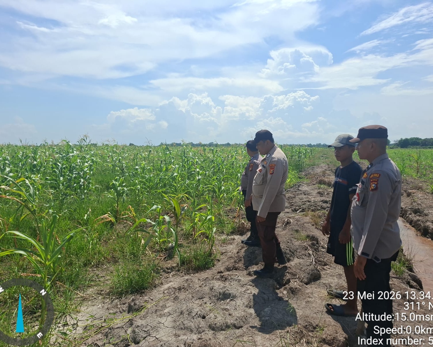 Polsek Kuala Kampar Kawal 15 Hektar Jagung di Sungai Solok, Dukung Ketahanan Pangan Nasional