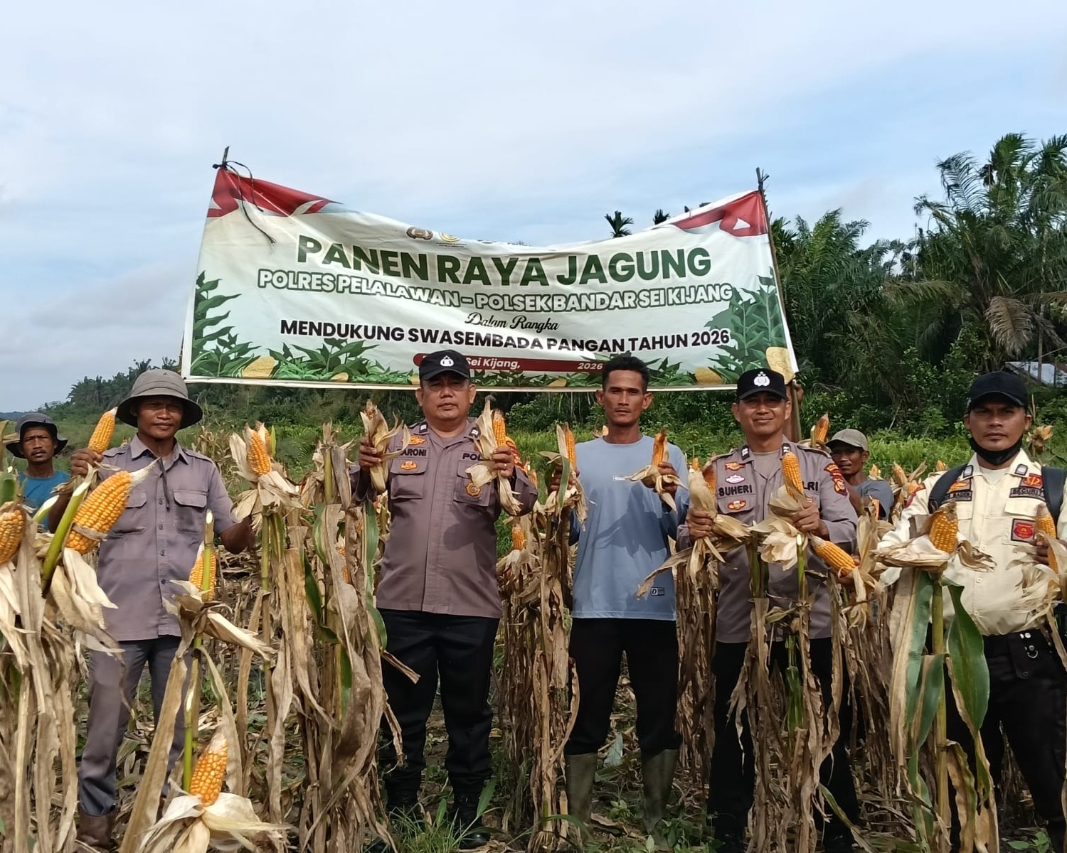 Panen Pertama Ketahanan Pangan Polsek Bandar Sei Kijang Dampingi Jagung Pipil PT. CDSL