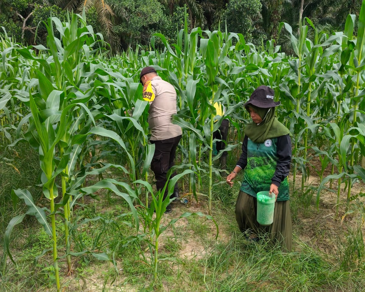 Jagung 1 Hektare Di Bukit Gajah Tumbuh 1 Meter, Polsek Ukui Kawal Ketahanan Pangan Kelompok Cinta Tani