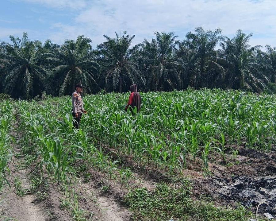 Bhabinkamtibmas Polsek Ukui Monitoring Jagung Pipil 3 Ha di Air Hitam, Dukung Ketahanan Pangan