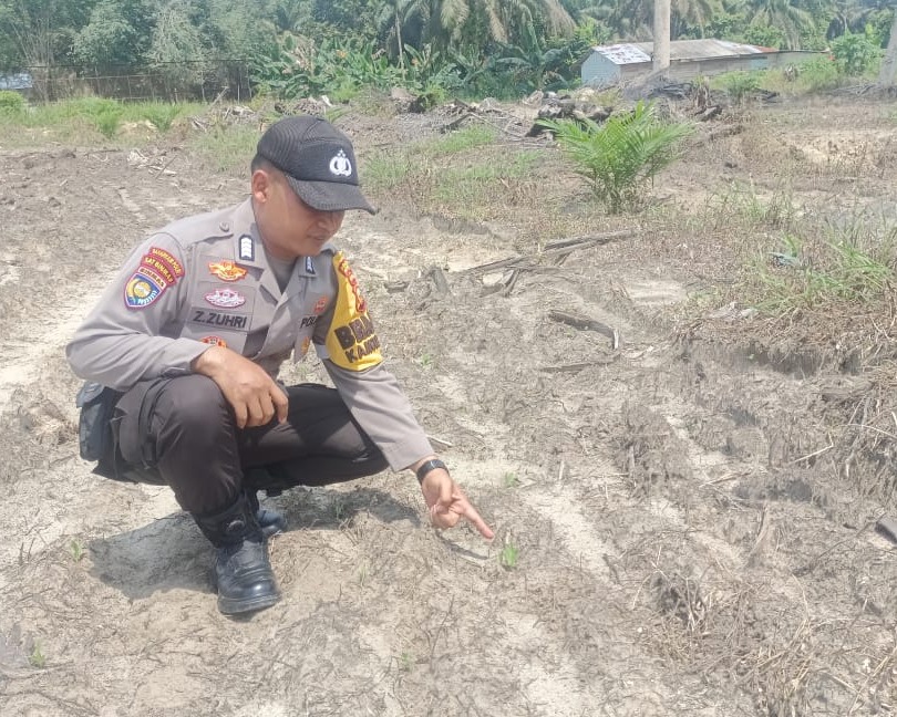 Polsek Ukui Cek Jagung 4 Hektar Di Kampung Baru, Kawal Ketahanan Pangan Asta Cita