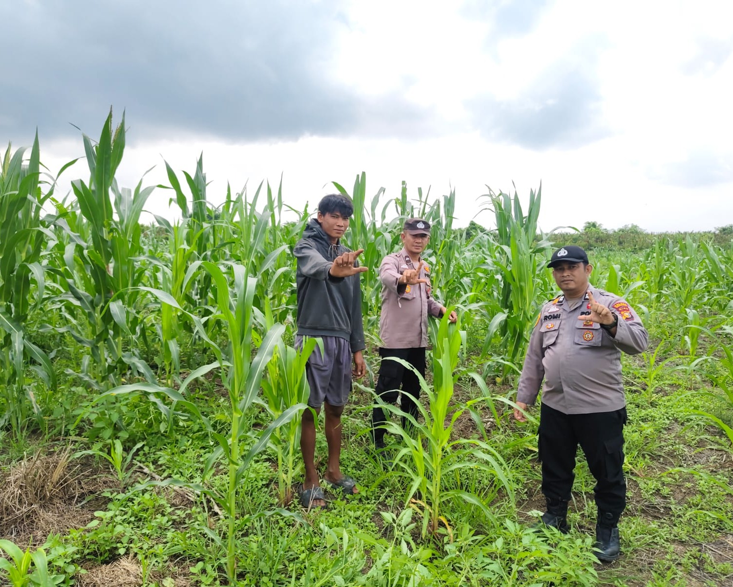 15 Ha Lahan Jagung Ketahanan Pangan Polsek Kuala Kampar