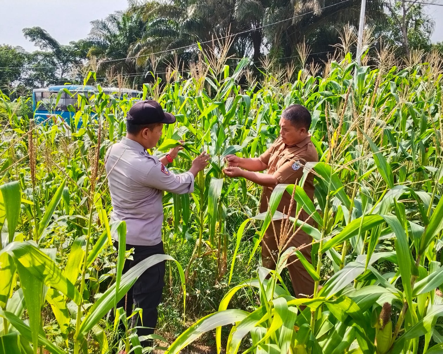 Polsek Bandar Sekijang Turun Ke Ladang Jagung Bukti Polri  siapJaga Ketahanan Pangan