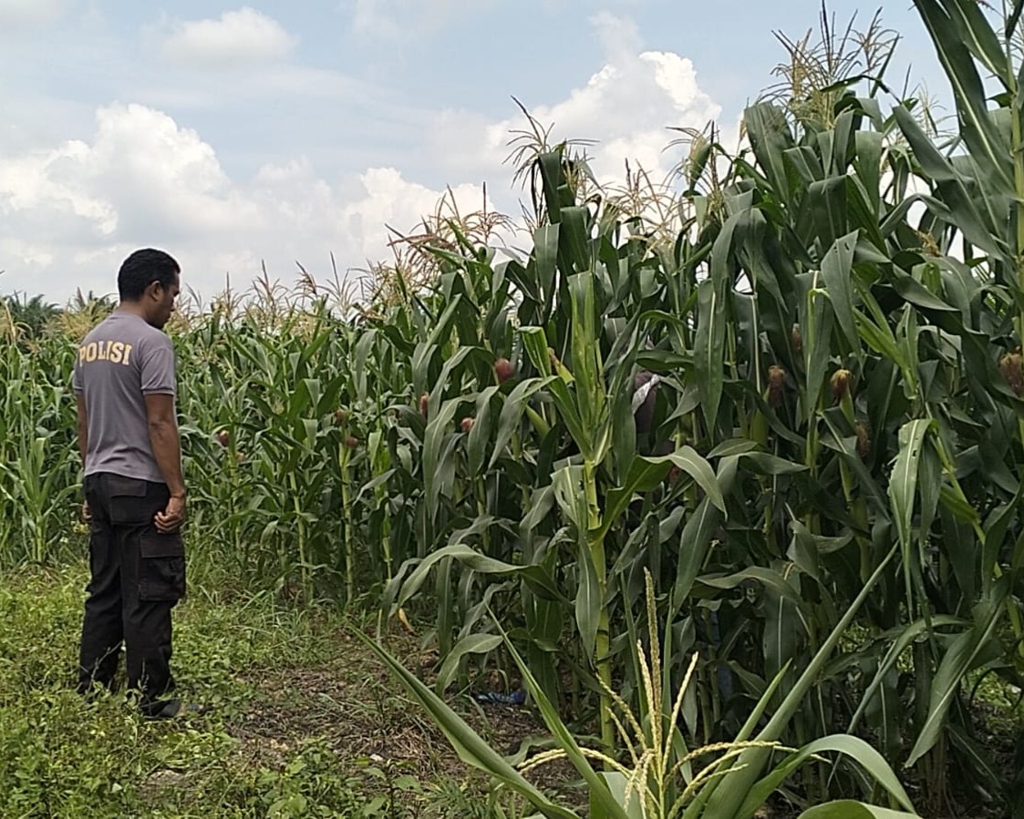 Pemupukan Kedua Jagung Pipil KUD Sialang Makmur, Polri Kuatkan Ketahanan Pangan Pelalawan
