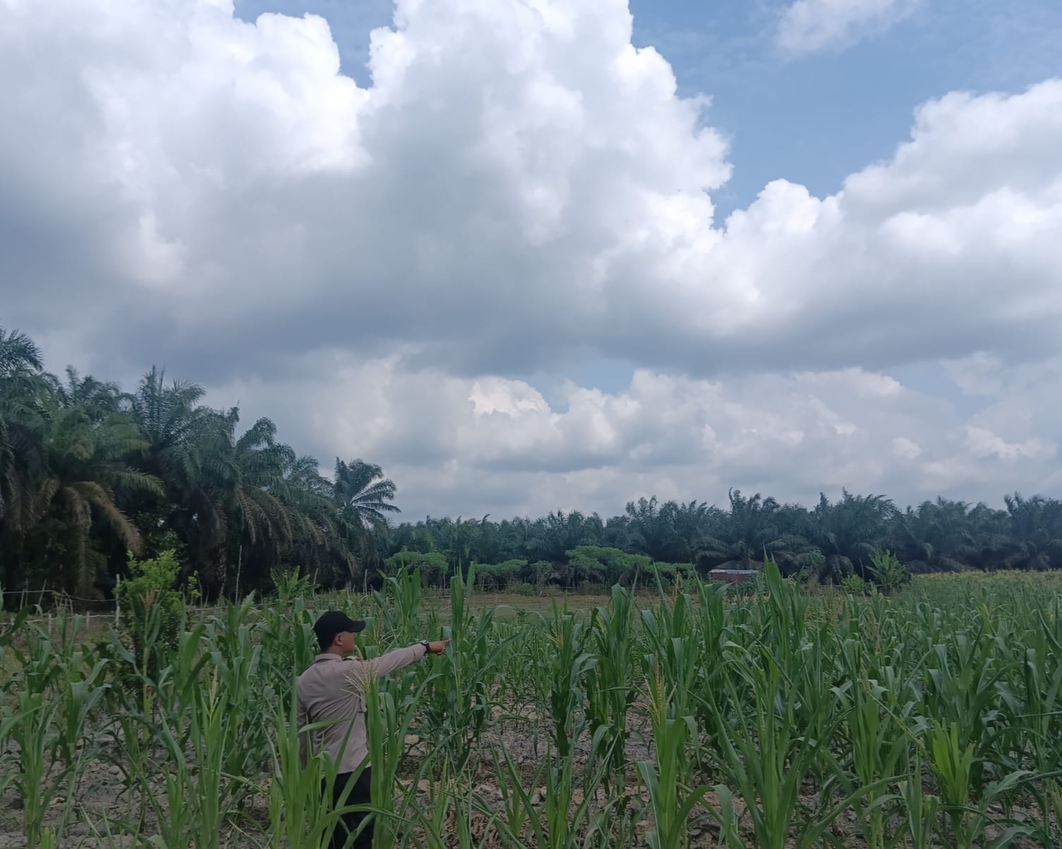 Dukung Ketahaan Pangan Polsek Kerumutan Pastikan Jagung Pipil di Desa Banjar Panjang Tumbuh Subur
