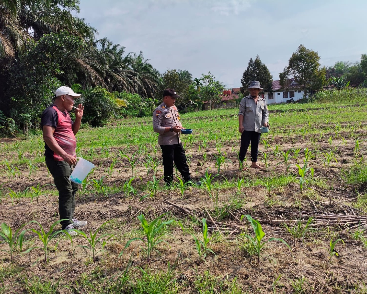 Polsek Ukui lakukan pendampingan  kekebun, Pupuk Jagung Bukit Gajah Untuk Ketahanan Pangan Ukui