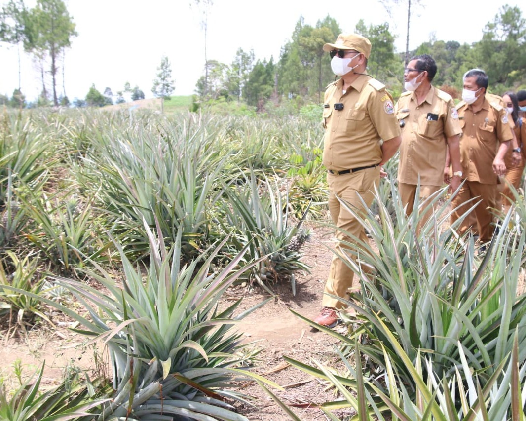 Bupati Taput Resmikan Desa Wisata Kampung Nenas, Kampung Ikan dan Kampung Ulos di Desa Onan Runggu I Dusun Hutagurgur