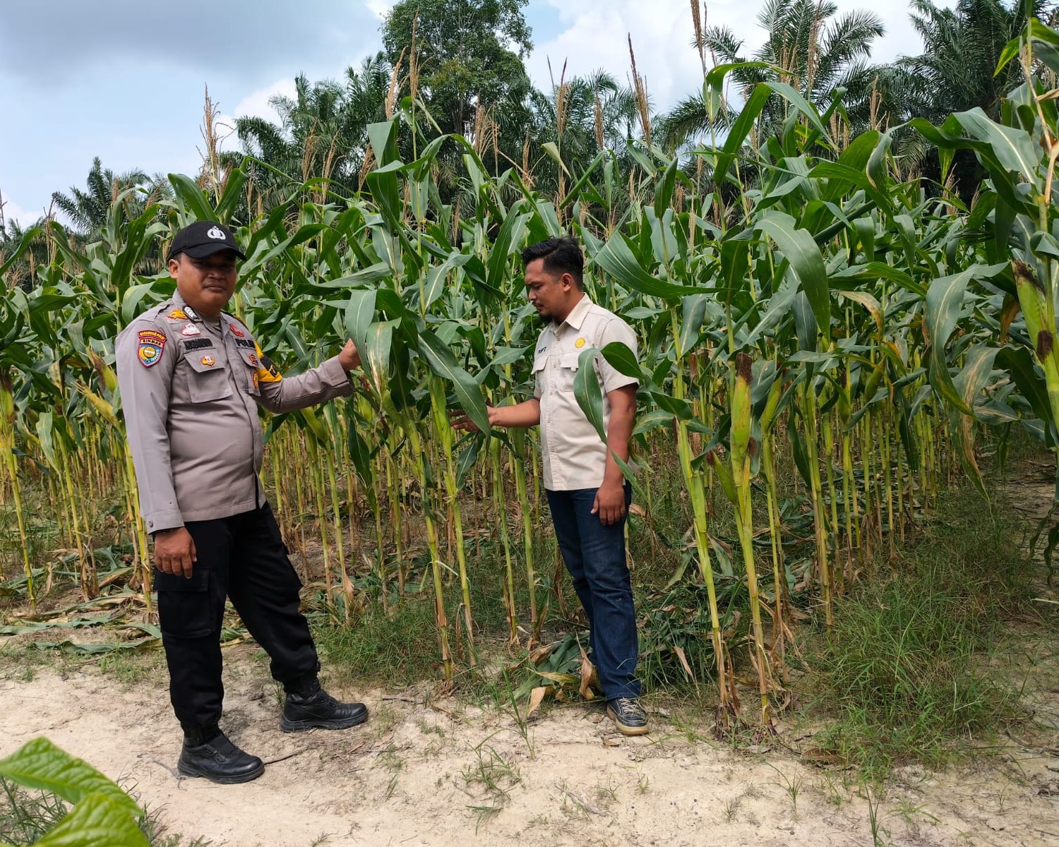 1 Hektare Jagung Pipil Kelompok Cinta Tani Bukit Gajah Ukui Dukung Ketahanan Pangan Ukui