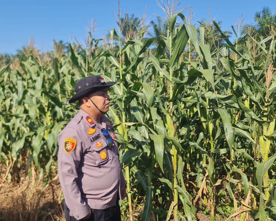 Wakapolres Pelalawan Dan Kapolsek Pangkalan Kuras Cek 40 Hektare Jagung, Dalam Program ketahanan Pangan