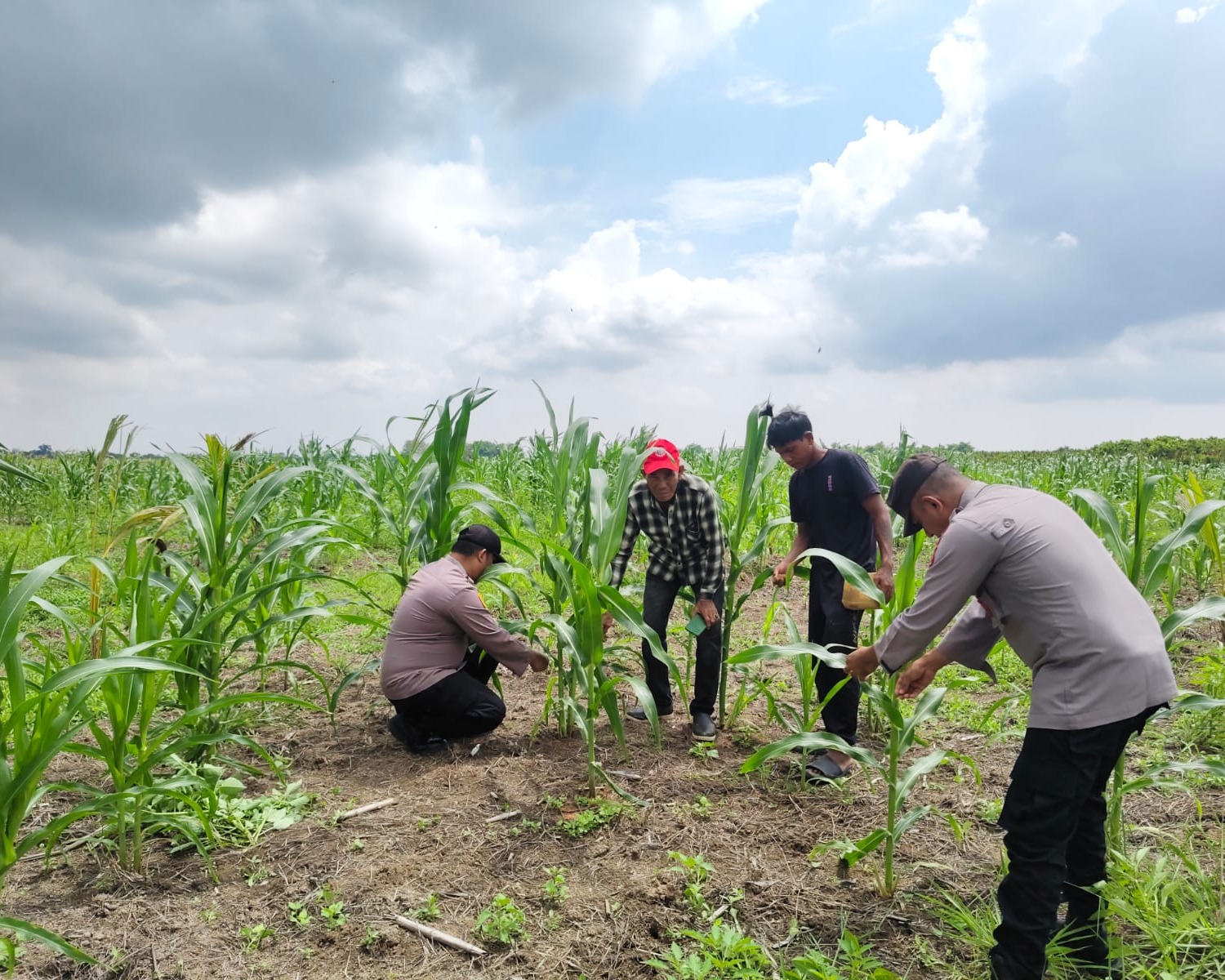 Polsek Kuala Kampar Cek 15 Ha Jagung Pipil Poktan Senang Jaya Sungai Solok, Pertumbuhan Baik Menuju Swasembada Pangan