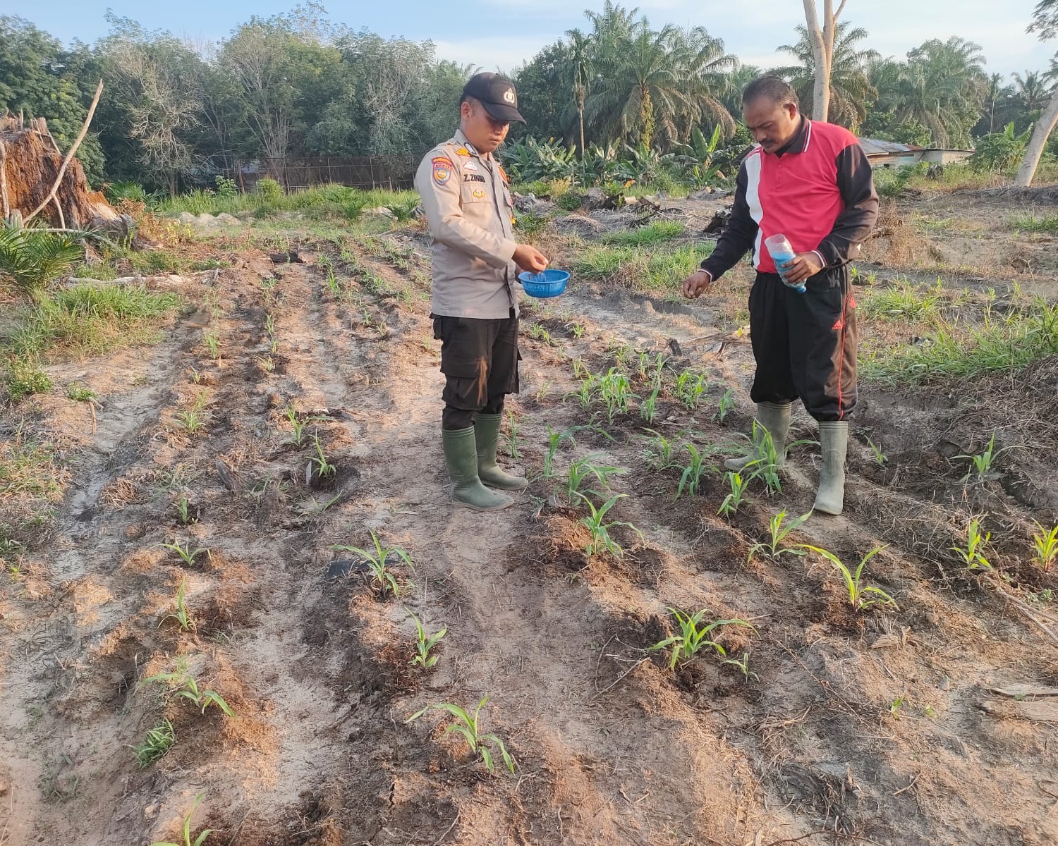 Polsek Ukui Tabur Pupuk NPK 16-16-16, Jagung Pipil Di Lahan TKD Untuk Ketahanan Pangan