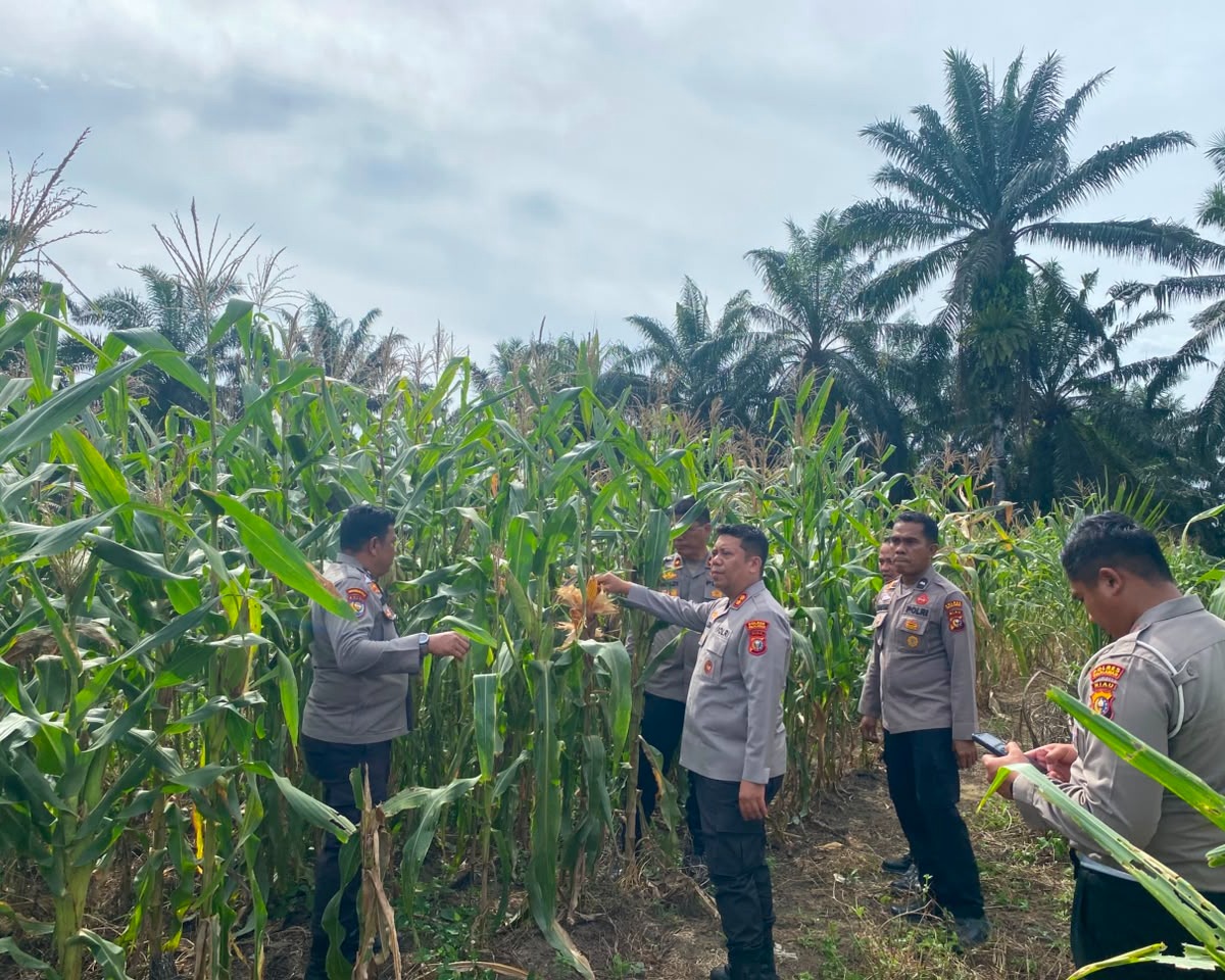 Polres Pelalawan Cek 12 Ha Jagung Pipil KUD Sialang Makmur, Komitmen Polri Kawal Ketahanan Pangan Hingga Panen